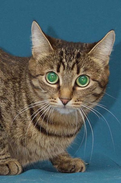 W.Ch.Alise Sweet Life