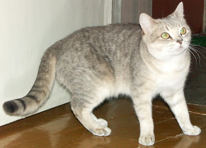 Ch. Sunburst of Little Bastet