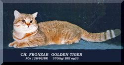 Ch. Fronzar Golden Tiger