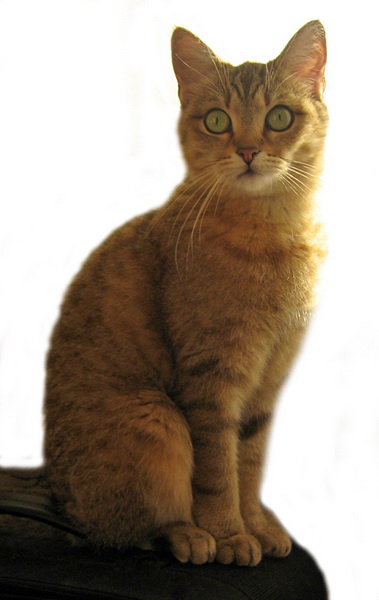 Ch. Hot Staff of Little Bastet