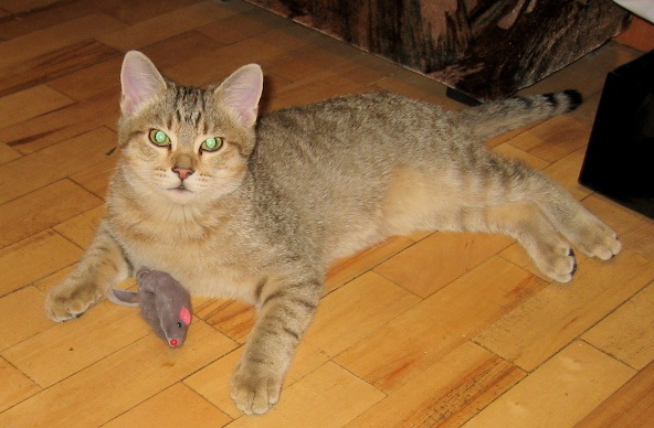 Lovely Song of Gentle Touch