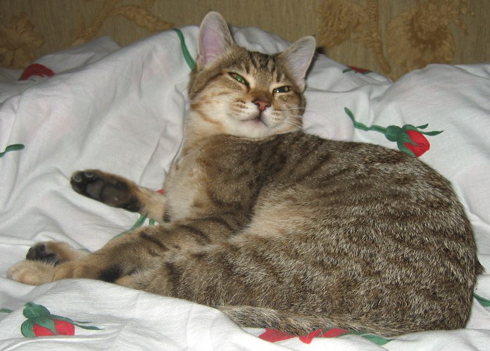 Lovely Song of Gentle Touch