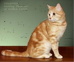 Ch. Darling of Golden Crown