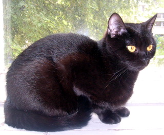 Ch. European Black  Pearl of Gentle Touch