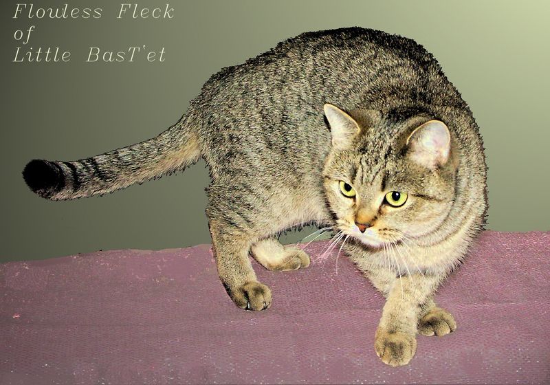 W. Ch. Flawless Fleck of Little Bastet