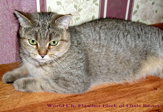 W. Ch. Flawless Fleck of Little Bastet